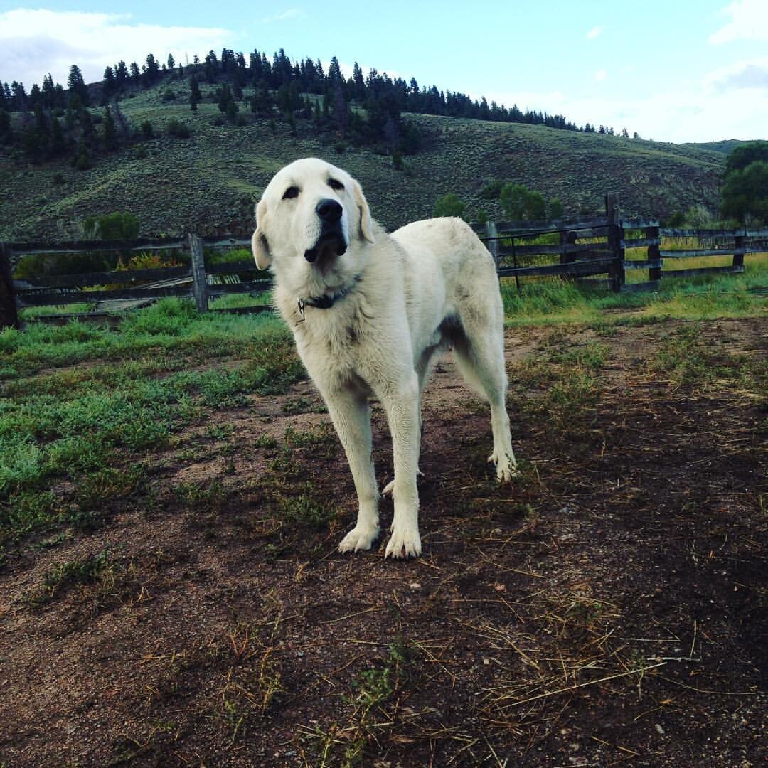 A white dog standing on a grassy field with a hilly landscape and wooden fence in the background, showcasing its alert pose against a scenic outdoor setting.