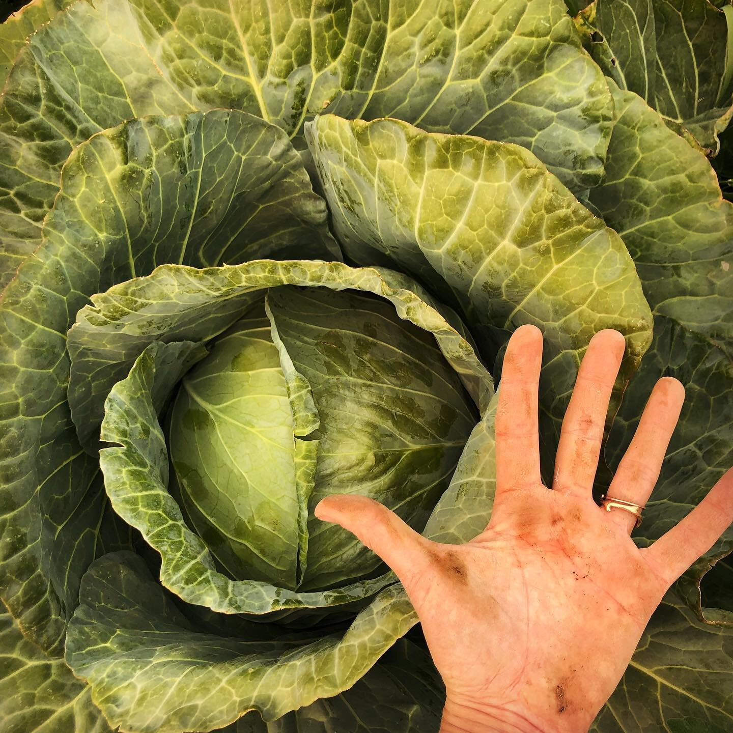 Close-up of a large green cabbage with a hand showing scale, highlighting its vibrant leaves and healthy growth in a garden setting.
