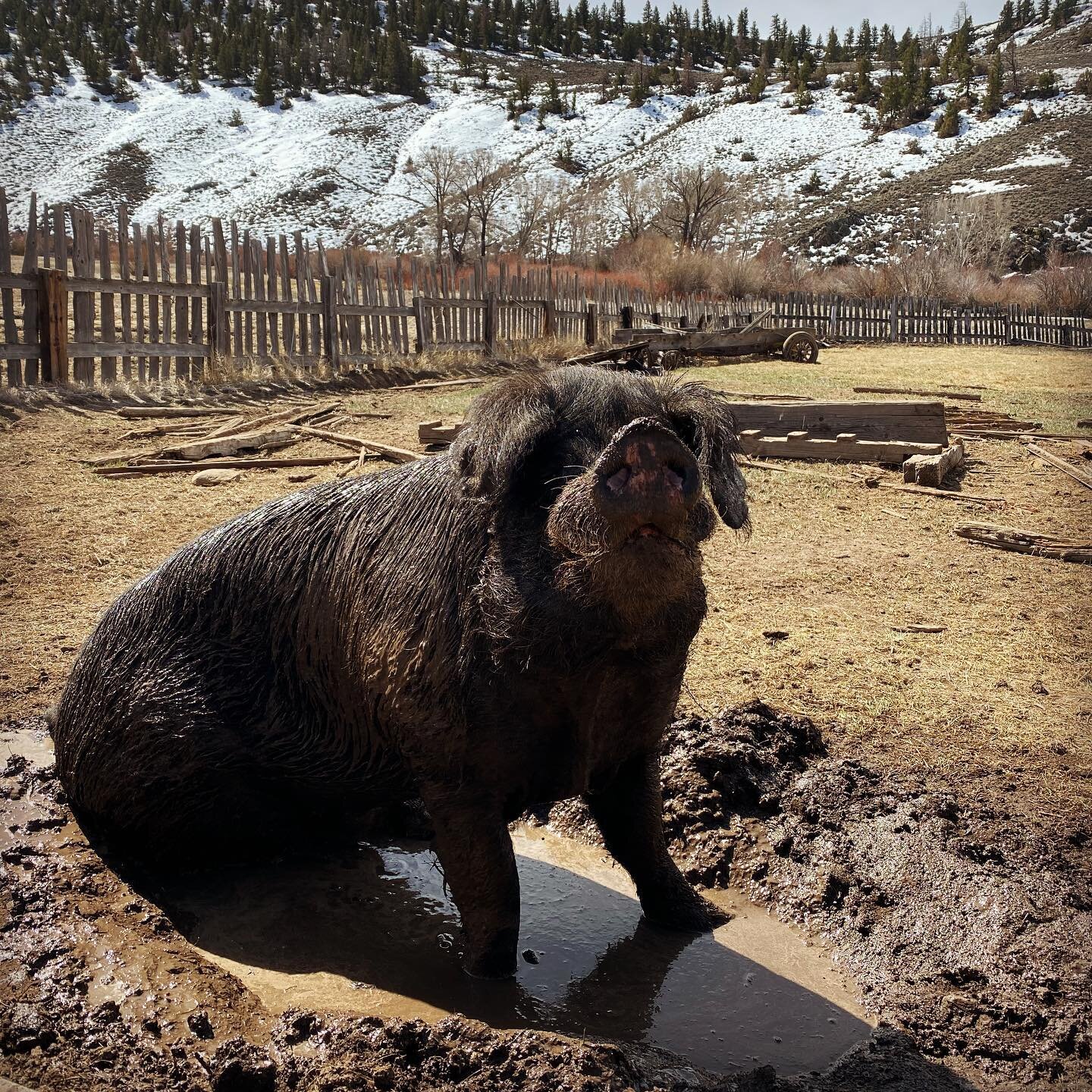 A muddy black pig sitting in a small puddle on a farm, surrounded by a rustic wooden fence and snow-capped hills in the background. The scene captures the playful nature of farm animals in a natural outdoor setting.