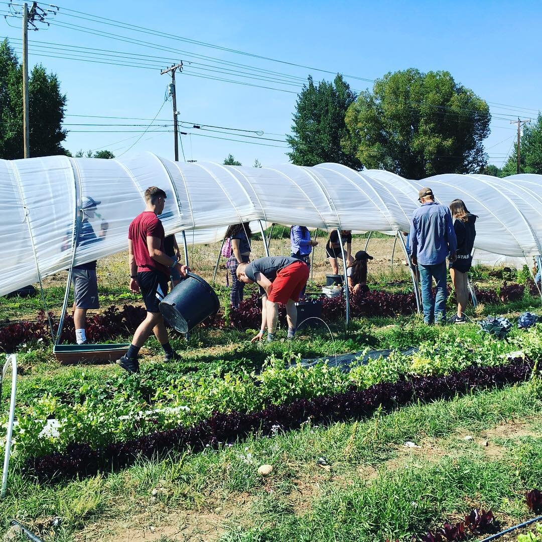 A group of people working in a vegetable farm under a greenhouse, harvesting and tending to rows of green and red lettuce in a sunny outdoor setting. Power lines and trees are visible in the background, indicating a rural environment.