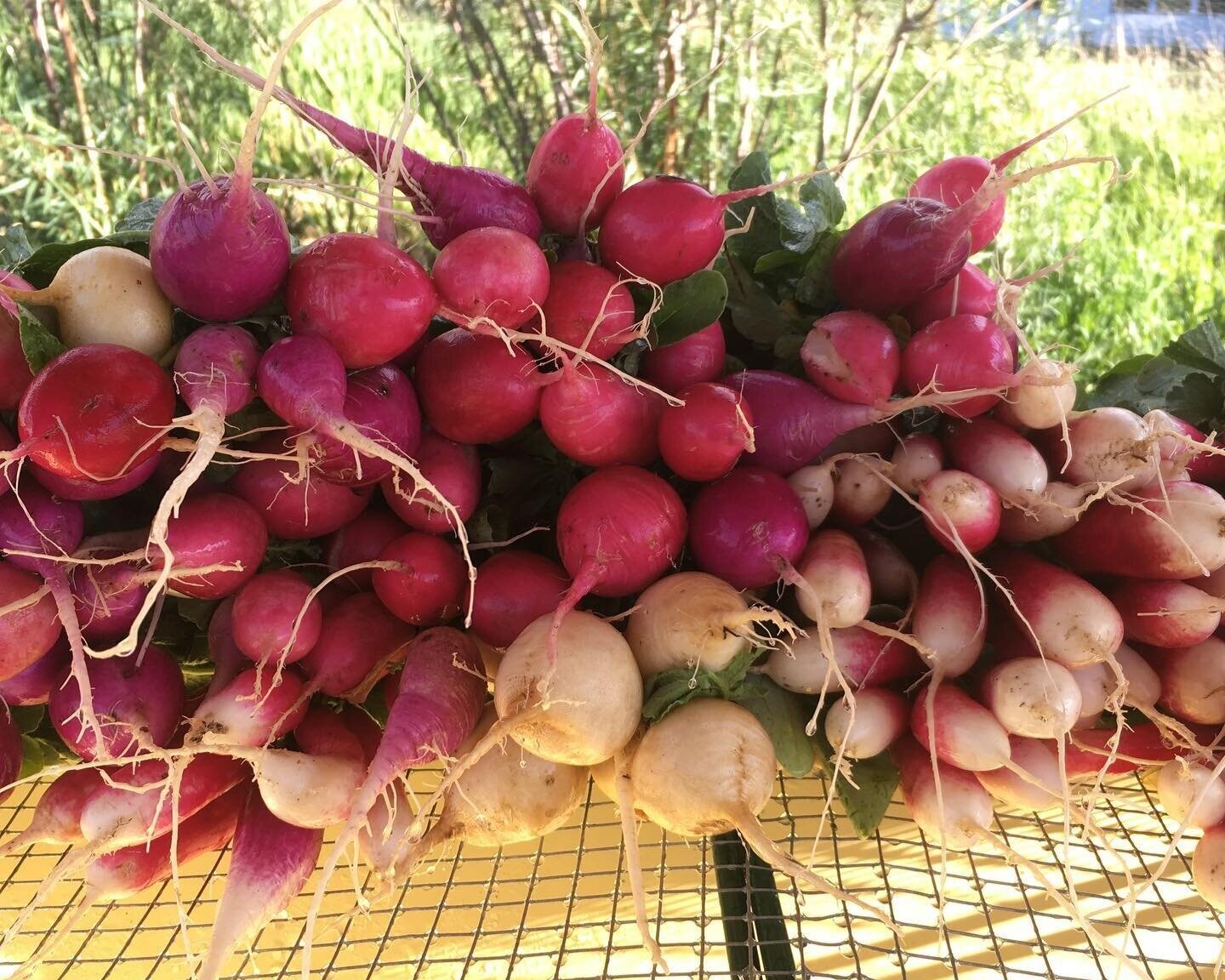 image-asset A vibrant assortment of fresh radishes in various colors, including red, pink, and white, displayed with green leaves, showcasing their organic farm-fresh appeal.